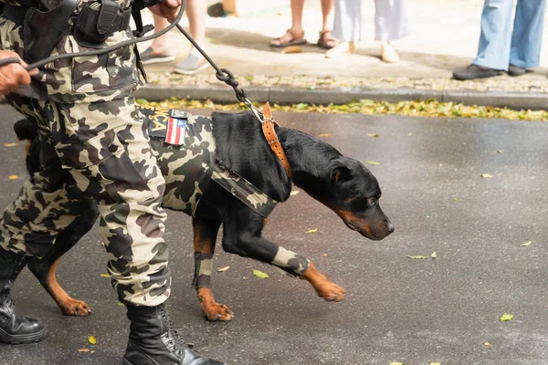 Salvador, Bahia, Brezilya - 07 Eylül 2022: Brezilya 'nın bağımsızlık yürüyüşü sırasında askeri polis köpekleri görüldü.