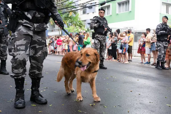 Salvador, Bahia, Brezilya - 07 Eylül 2022: Brezilya 'nın bağımsızlık yürüyüşü sırasında askeri polis köpekleri görüldü.