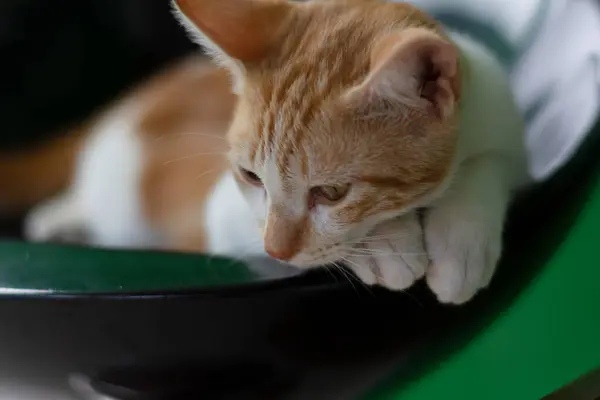 Retrato Cerca Hermoso Esponjoso Gato Tabby Mirando Hacia Adelante Atención — Foto de Stock