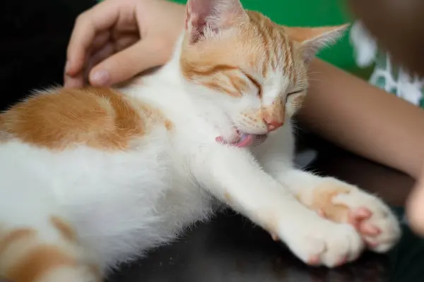 Amarillo Blanco Gato Tabby Lamiendo Propia Piel Cuidado Animales Gato —  Fotos de Stock