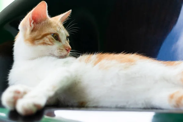 Hermoso Gatito Blanco Amarillo Claro Acostado Mirando Atentamente Lado Gato — Foto de Stock