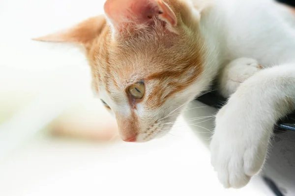 Retrato Cerca Cara Gato Atento Amarillo Blanco Mirando Hacia Abajo — Foto de Stock
