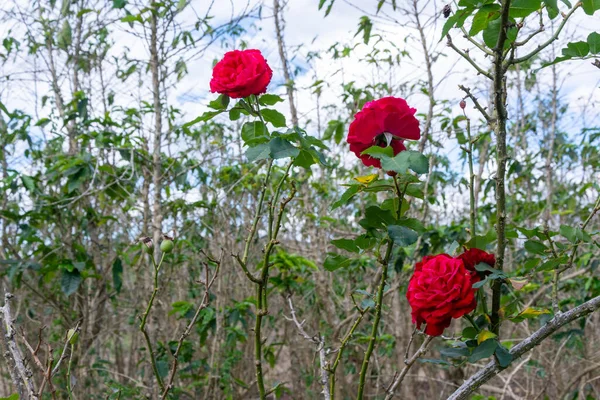 Piękne Czerwone Róże Wśród Zieleni Tłem Roślin Ochrona Środowiska Naturalnego — Zdjęcie stockowe