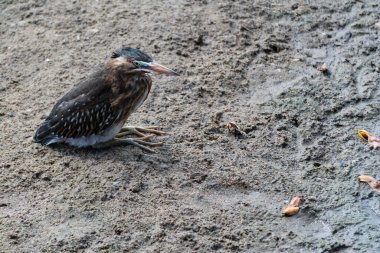 Gölün kenarında balık avlayan bir Soco kuşu. Vahşi yaşam
