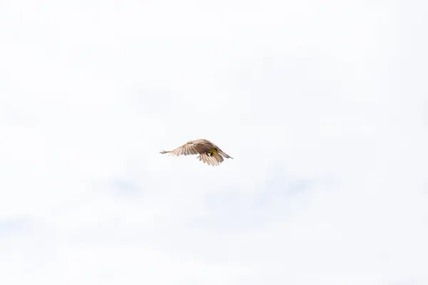 Yellow Bird Full Flight Open Wings Feeling Freedom Wild Life — Stock Photo, Image