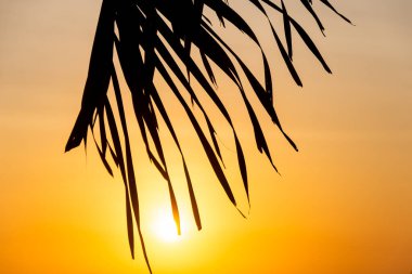 Bir hindistan cevizi ağacının silueti dramatik günbatımına karşı. Doğa görüntüsü dinleniyor.