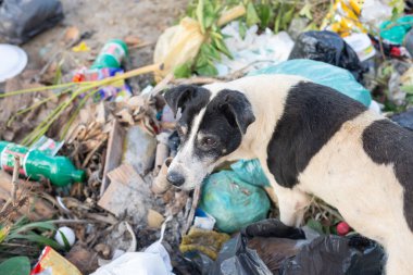 Salvador, Bahia, Brezilya - 24 Temmuz 2022: Köpek, Bahia 'nın Santo Amaro ilçesinde Acupe caddesine saçılmış bir çöpte yiyecek arıyor.