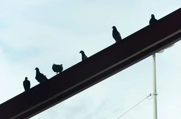 Groupe Pigeons Sur Pilier Fer Contre Ciel Bleu Vie Sauvage — Photo