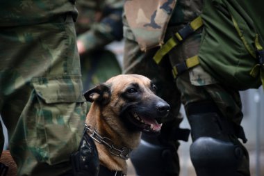 Salvador, Bahia, Brezilya - 07 Eylül 2023: Brezilya 'nın Bahia kentindeki Brezilya bağımsızlık günü geçit töreninde bir ordu köpeği görüldü.