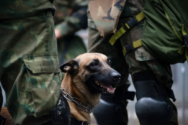 Salvador Bahia Brasil September 2023 Seekor Anjing Tentara Terlihat Pada Stok Gambar