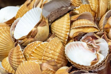 Salvador, Bahia, Brezilya - 28 Mart 2015: Salvador, Bahia 'daki Sao Joaquim fuarında deniz kabukları satışa sunuldu.