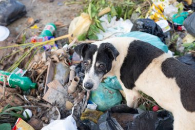 Santo Amaro, Bahia, Brezilya - 24 Temmuz 2022: Köpek, Bahia 'nın Santo Amaro ilçesinde Acupe caddesine saçılmış bir çöpte yiyecek arıyor.