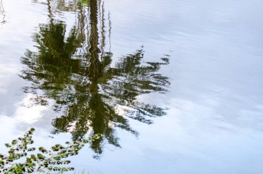 Gölün sularındaki bir ağacın yansıması. Korunmuş ortam