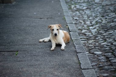 İleriye bakan bir caddenin zemininde yatan beyaz ve kahverengi bir köpeğin portresi. Evcil hayvana iyi bak..
