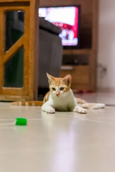 Yerde Tatlı Pofuduk Bir Tekir Kedi Yatıyor Komik Evcil Hayvan — Stok fotoğraf
