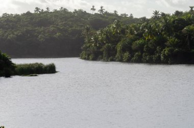 Bulutlu bir günde akan gölü olan yoğun bir orman. Çevre