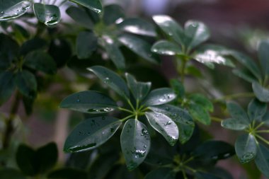 Taze yeşil yaprakların yakın plan portresi. Çevrenin ve ekosistemin korunması. Salvador, Brezilya.