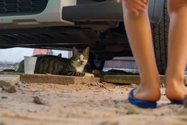 A cat hiding under a car, in the shadow. Funny domestic animal.
