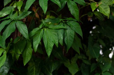 Çerçeve dolusu taze yeşil yaprak. Çevrenin ve ekosistemin korunması. Salvador, Brezilya
