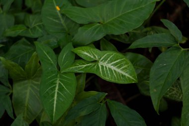 Çerçeve dolusu taze yeşil yaprak. Çevrenin ve ekosistemin korunması. Salvador, Brezilya