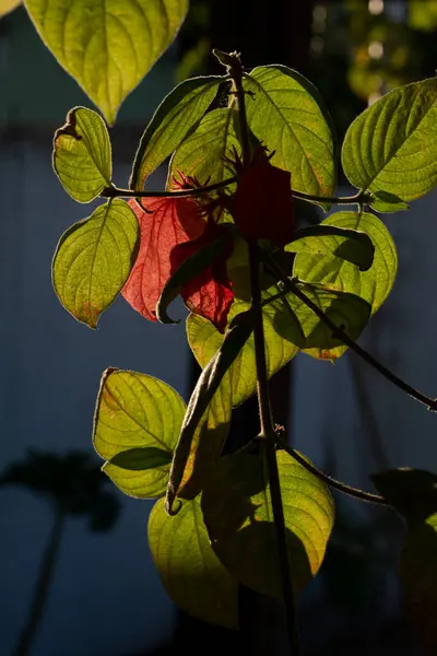 午後遅くからの日光に対する植物の緑の葉 バハイア ブラジル — ストック写真