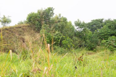 Yeşil kış bitkileri ve ağaçları olan bir orman. Korunmuş ortam.