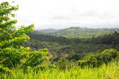 Ağaçlardan ve yeşil bitkilerden oluşan bir arazi manzarası. Kış mevsimi. Çevrenin korunması.