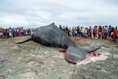 Salvador, Bahia, Brezilya - 30 Ağustos 2019: Düzinelerce seyirci, Salvador, Bahia 'daki Coutos plajında ölü bir kambur balina yavrusunu izlerken görüldü..