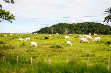 Santo Amaro, Bahia, Brezilya - 12 Haziran 2022: Sığırlar çimlerle beslenen yeşil bir çayırda görülürler. Santo Amaro şehri, Bahia.