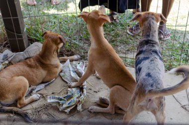 Salvador, Bahia, Brezilya - 11 Kasım 2014: Üç köpek, Bahia 'nın Salvador şehrinde birinin onları evlat edinmesini beklerken demir bir kafeste görüldü..