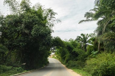İki Brezilya şehrini birbirine bağlayan asfalt yolun her iki tarafında da yeşil ve sık orman var. Bahia Eyaleti.