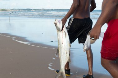 Salvador, Bahia, Brezilya - 26 Nisan 2019: Balıkçılar Bahia 'nın Salvador kentindeki Jaguaribe sahilinde büyük bir ölü balık taşıyorlar..