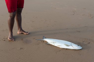 Salvador, Bahia, Brezilya - 26 Nisan 2019: Tarpon balığı, Megalops Atlanticus, balıkçılar tarafından kumsalda yakalandı. Deniz ürünleri. deniz balıkçılık.