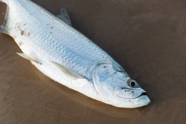 Salvador, Bahia, Brezilya - 26 Nisan 2019: Tarpon balığı, Megalops Atlanticus, balıkçılar tarafından kumsalda yakalandı. Deniz ürünleri. deniz balıkçılık.