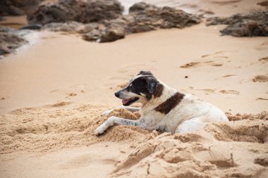 Köpek kumsalda oturuyor. Sevimli hayvan.