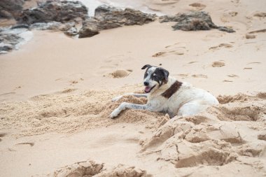 Köpek kumsalda oturup denize bakıyor. Sevimli hayvan.