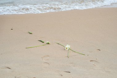 Beyaz gerbera, Bellis perennis, kumsalda. Çevre.