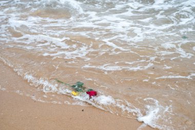 Kumsala atılan kırmızı gül. Yemanja için bir hediye.