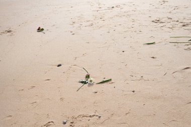 Toprak kalıntılarıyla kumsal kumu. Çevre tehlikede..