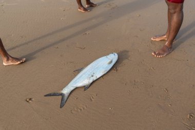 Salvador, Bahia, Brezilya - 26 Nisan 2019: Tarpon balığı, Megalops Atlanticus, kumsalda balıkçılar tarafından yakalandı. Deniz yiyeceği.