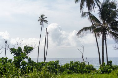 Bulutlu gökyüzüne karşı gölgeli ağaçlar. Korunmuş ortam.