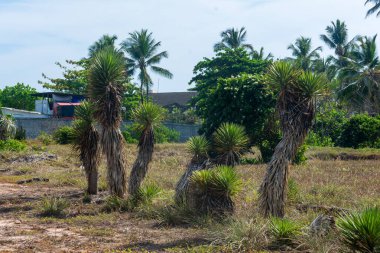 Hindistan cevizi palmiyeleri ve büyük bir bahçede ağaçlar. Korunmuş ortam.