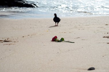 Kumsalda yiyecek arayan güvercin silueti. Hayvan yaşamı..