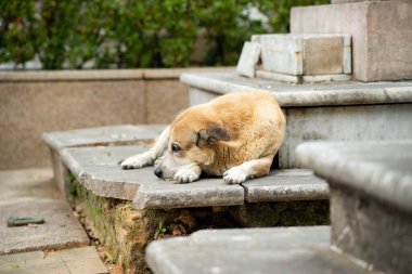 Sarı köpek çimentoda uzanıyor, uyuyor. Sokak hayvanı.