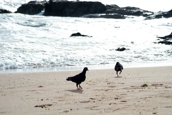 Silhouette of two pigeons looking for food on the beach sand. Animal life.