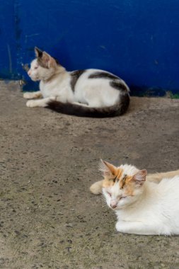Two cats sitting on the floor resting. wild life.