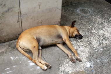 Açık kahverengi bir sokak köpeği yerde huzur içinde uyuyor. Hayvan yaşamı..