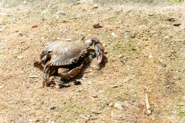 close-up of a crab in the sand of a river. Seafood