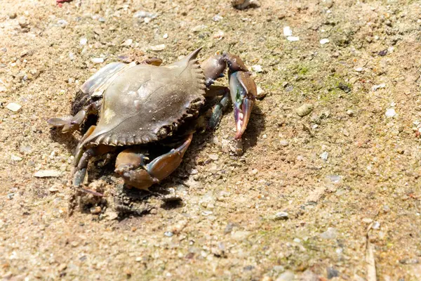close-up of a crab in the sand of a river. Seafood