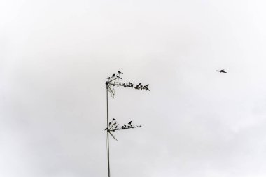 Televizyon anteni üzerinde oturan kuşları yut. Vahşi hayvanlar..